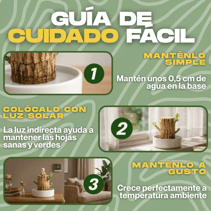 Árbol de la Suerte CharmedWood™