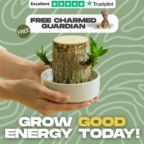 CharmedWood Fortune Tree™ — Palo de Brasil que brota en agua