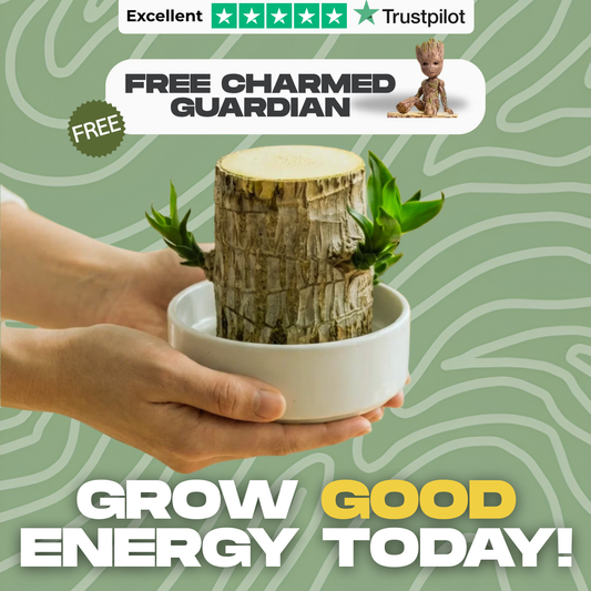 CharmedWood Fortune Tree™ — Palo de Brasil que brota en agua