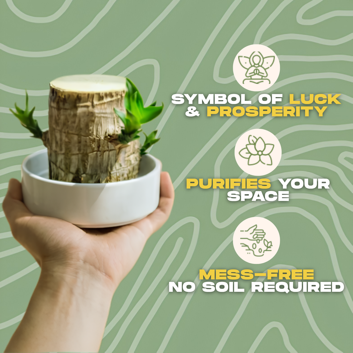 CharmedWood Fortune Tree™ — Palo de Brasil que brota en agua