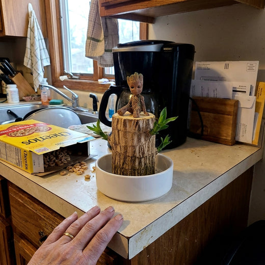 A Charmed Wood Fortune Tree at home