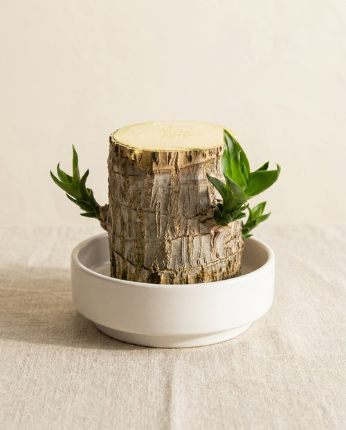 Fortune Wood living wood stump sprouting green leaves in its white ceramic dish
